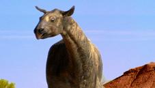 Paraceratherium