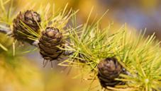 Conifers