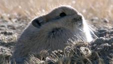 Plateau pika