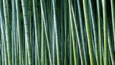 Grasses