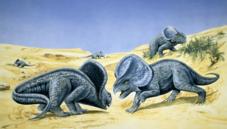 Protoceratops