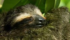 Pygmy three-toed sloth