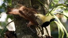 Raggiana bird of paradise