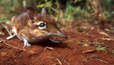 Rufous elephant shrew