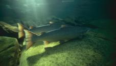 Atlantic salmon and trout