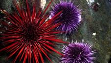 Sea urchins