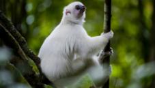 Silky sifaka