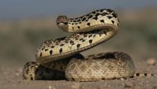 Snakes
