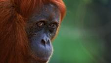 Sumatran orangutan