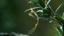 Tisza mayfly