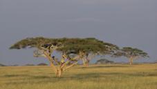 Tropical grassland