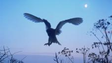 Barn, masked and bay owls