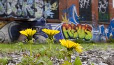 Urban