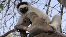 Verreaux's sifaka