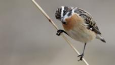 Whinchat