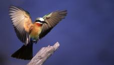 White-fronted bee-eater