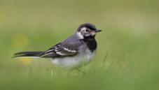 Pied wagtail