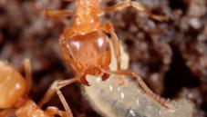 Yellow meadow ant