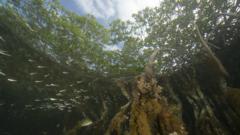 Life around the roots of red mangrove trees