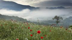 A poppy field in the mountains of Italy
