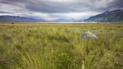 An Argentinian meadow in summer