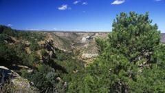 Pine and juniper forest in New Mexico