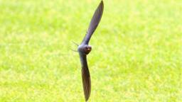 Swallow
