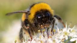 Bumblebees