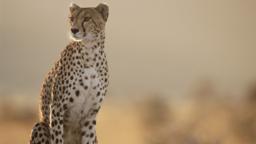 Cheetah