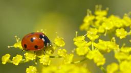 Seven-spot ladybird 