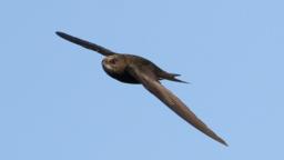Common swift