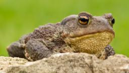 Common toad