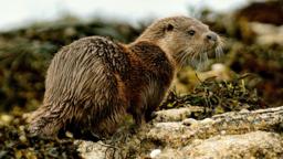 Otter