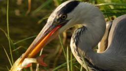 Grey heron