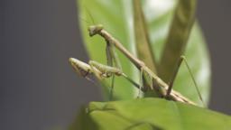 Praying mantis
