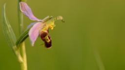 Bee orchids
