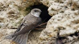Sand martin