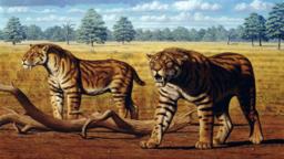 Sabre-toothed tigers