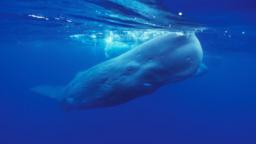 Sperm whale