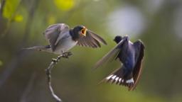 Swallows and martins