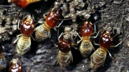 Termites
