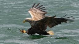 White-tailed sea eagle