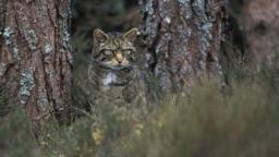 Wildcat