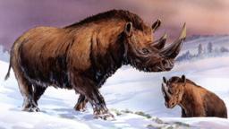 Woolly rhinoceros