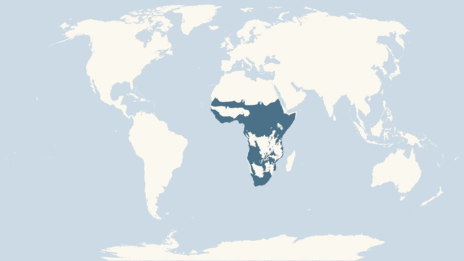 Map showing the distribution of the African fish eagle taxa
