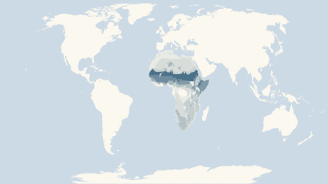 Map showing the distribution of the Agamas taxa