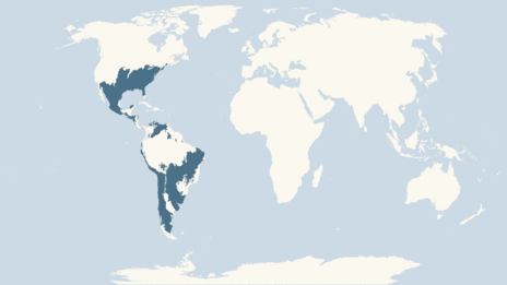 Map showing the distribution of the American black vulture taxa