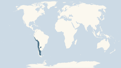 Map showing the distribution of the Andean condor taxa