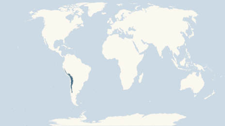 Map showing the distribution of the Andean hillstar taxa