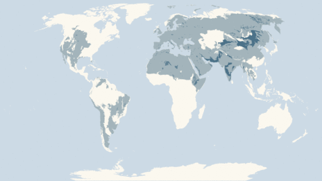 Map showing the distribution of the Athene owls taxa